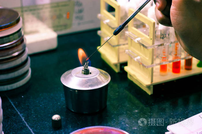 微生物接种回路在灵灯火焰中加热微生物实验室灭菌消毒