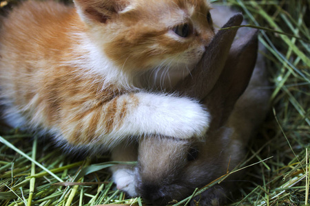 小猫和兔子在稻草, 村庄