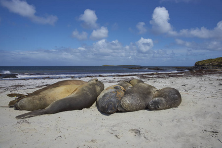南象海豹的数量在沙滩上