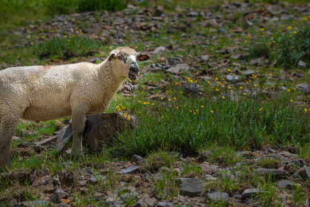 在科罗拉多山脉放牧的家畜绵羊