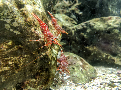 红色骆驼虾或铰链喙虾在岩石之下水