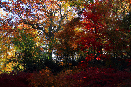 颜色秋天的树林