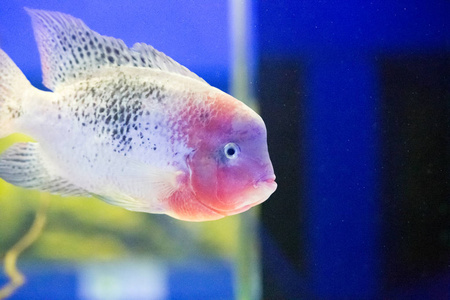 在水族馆的美丽五颜六色的鱼儿