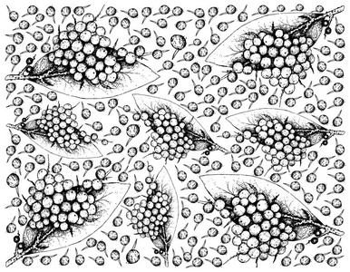 浆果水果, 手绘草图的手工绘制的假黑胡椒或 Embelia 藨水果隔离白色背景。维生素 C 和 K 的良好来源