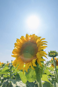 向日葵, 盛开的向日葵田野