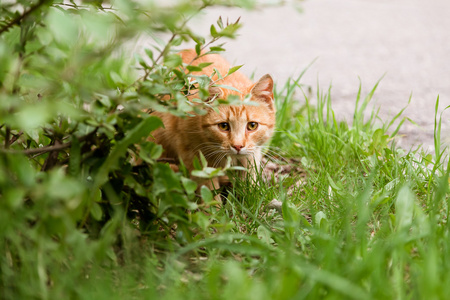 在草坪上的受惊的猫狩猎肖像