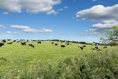 在一片绿色的草地上完美农场奶牛