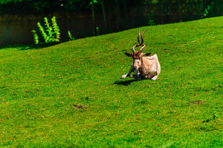 羚羊躺在草地上