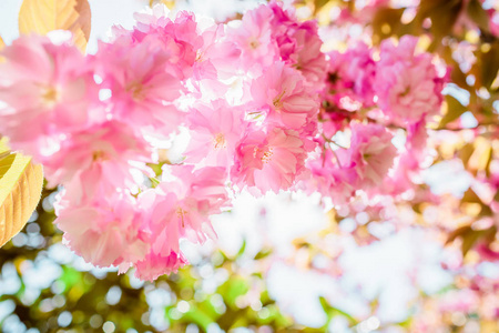 春天盛开粉红色的花