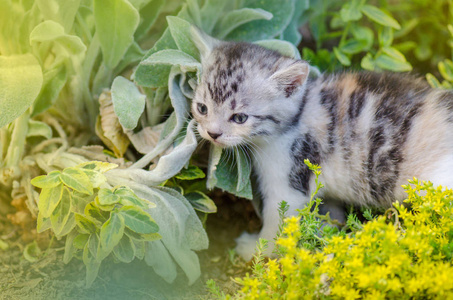 小猫坐在田野上花。绿色草地上的毛茸茸的小猫