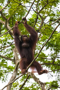 在新加坡动物园栖息地的猩猩图片