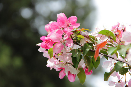 粉红色的花朵，海棠树的树枝上