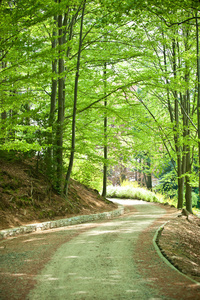 绿树叶林中的美丽绿路