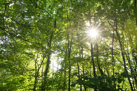 森林中的太阳光束, 自然背景