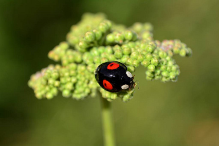 绿色自然绿色植物红色点的黑瓢虫