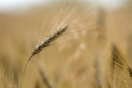 暖色金黄色熟小麦头在阳光明媚的夏日的特写在柔和模糊的雾草甸麦田浅褐色背景。农业农业和丰富的收获理念