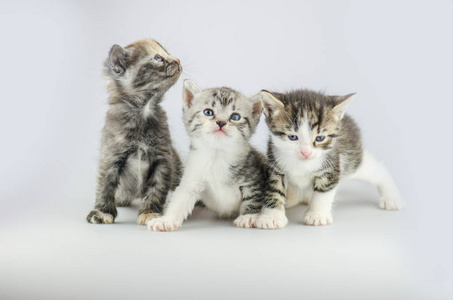 三小猫在一个轻的背景。一群毛茸茸的小猫在灯光背景下摆姿势。三美丽的小猫在演播室背景