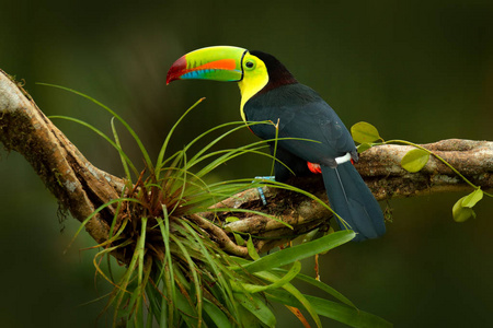 巨嘴鸟坐在热带雨在树枝上
