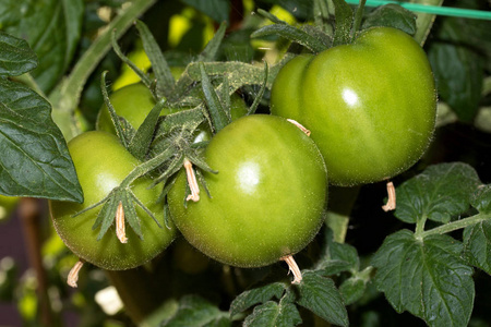 绿色的西红柿与绿色背景拍摄的宏观和极端关闭