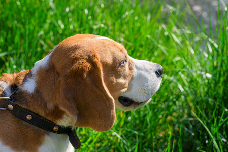 春天的 beagle 犬照片