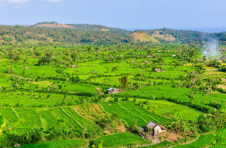稻田附近梯田在印度尼西亚巴厘岛
