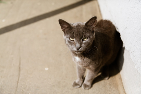 坐在阳光下的灰猫肖像