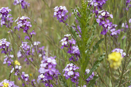 大加那利岛丰富的 Erysimum albescens 开花植物区系