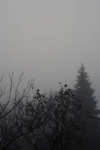 黑暗的浓雾和遥远的树木, 秋天的乡村风景