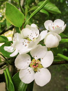 盛开的梨花树白春
