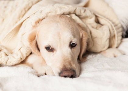斯堪的纳维亚风格的现代室内金色猎犬犬照片