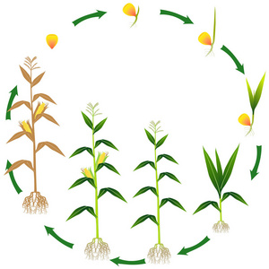 白色背景下玉米植株的生命周期