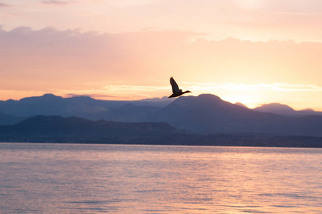 湖上日出。清晨的全景。山在剪影和上升的太阳的光芒。鸟儿在空中飞翔。在意大利的爱尔兰湖日出