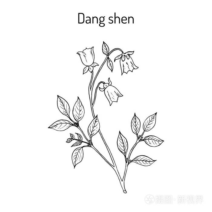 党参, 党参, 或穷人的人参.药用植物