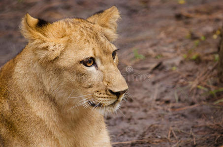 非洲狮幼崽画像