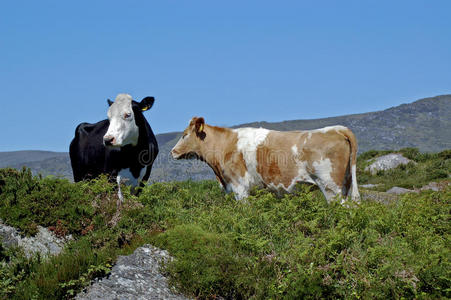 爱尔兰奶牛