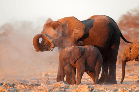 布满灰尘的非洲象