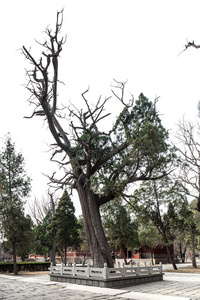 中国泰山古建筑，岱庙