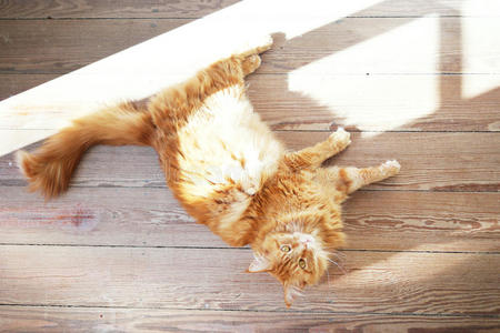 木地板上的猫