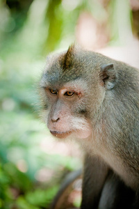 印度尼西亚猴林猴