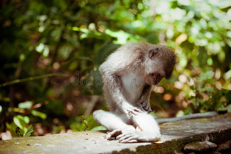 印度尼西亚猴林猴