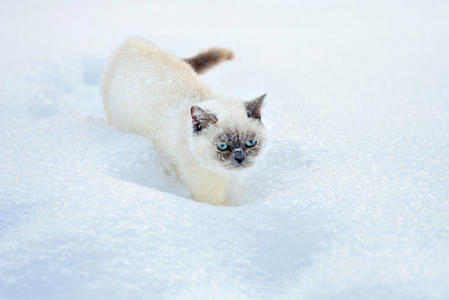 猫在雪中行走