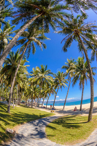 越南芽庄海滩的椰树2