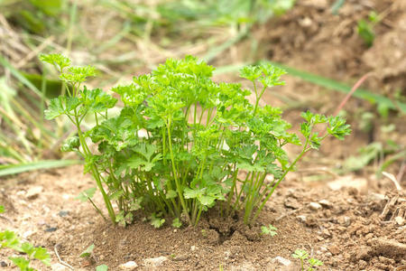 欧芹灌木近距离生长