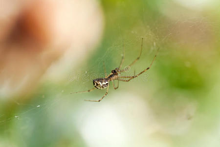夏天蜘蛛网上的小蜘蛛