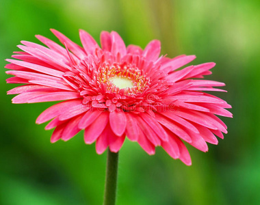 一束粉红色非洲菊花