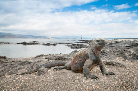 加拉帕戈斯海岸鬣蜥警戒图片