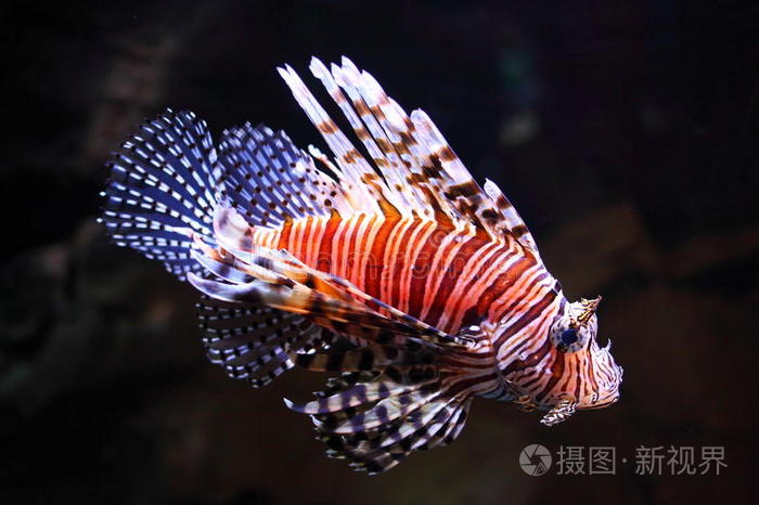 水族馆里的红狮子鱼