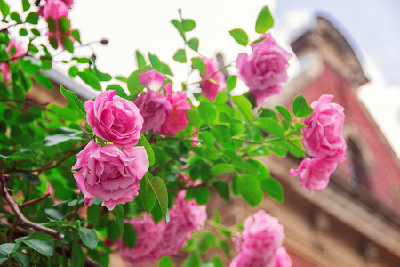 粉红色的茶玫瑰生长在旧城的街道上