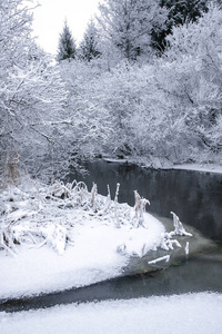 在一个冬日雪林