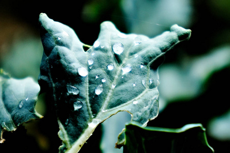 白菜叶子上的雨滴